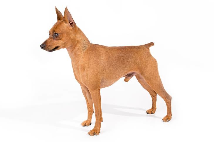 Fashion Pinscher