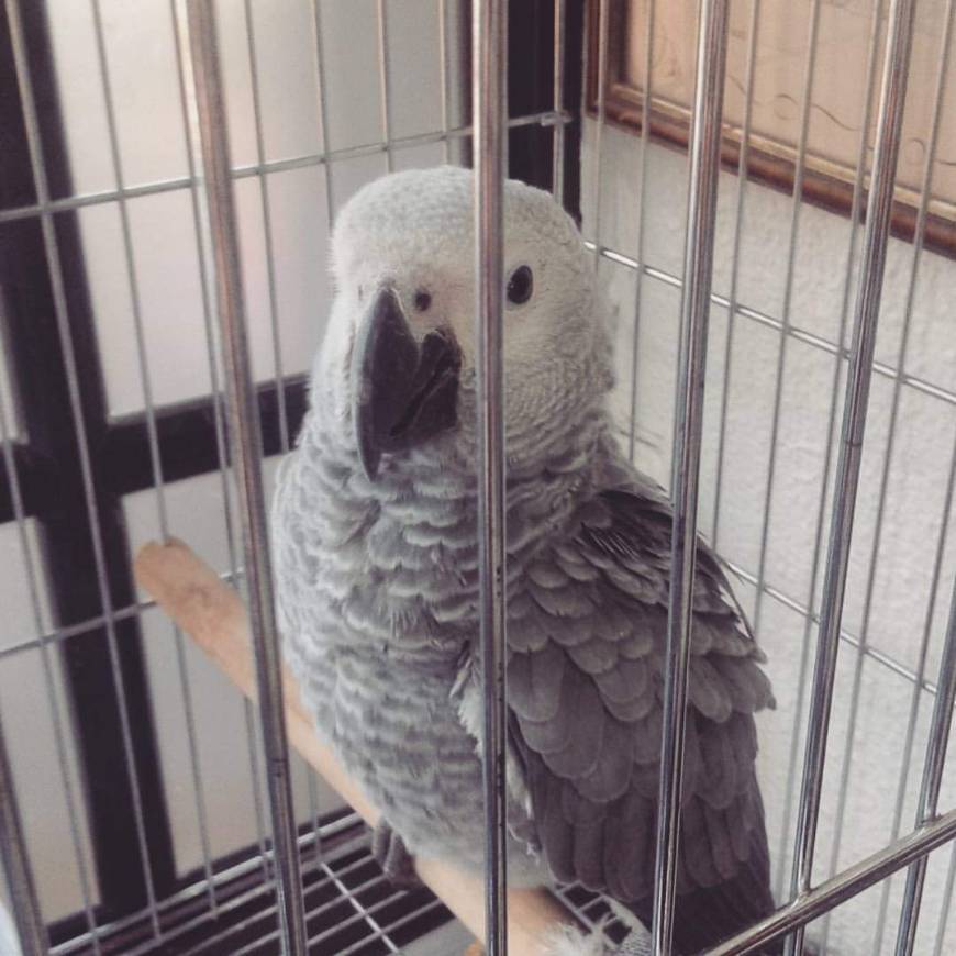 Fashion Grey Parrot