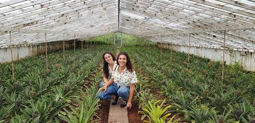 Plantação de Ananás dos Açores