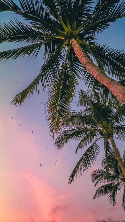 Social Wallpaper