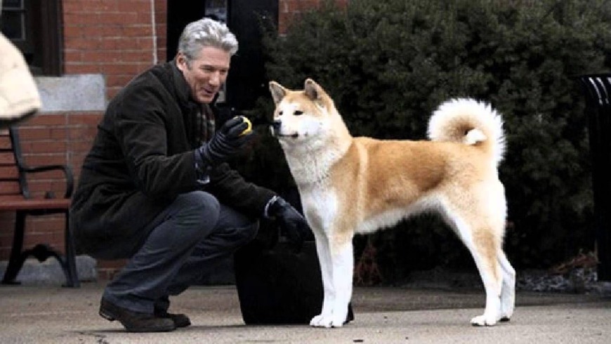 Movies Hachiko 