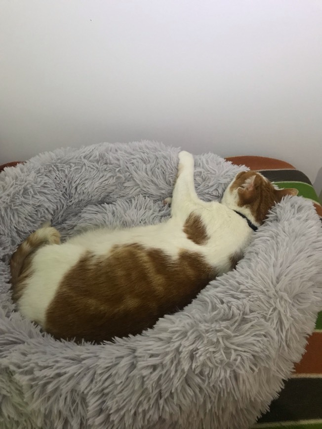 Product Cama para gatos/cães