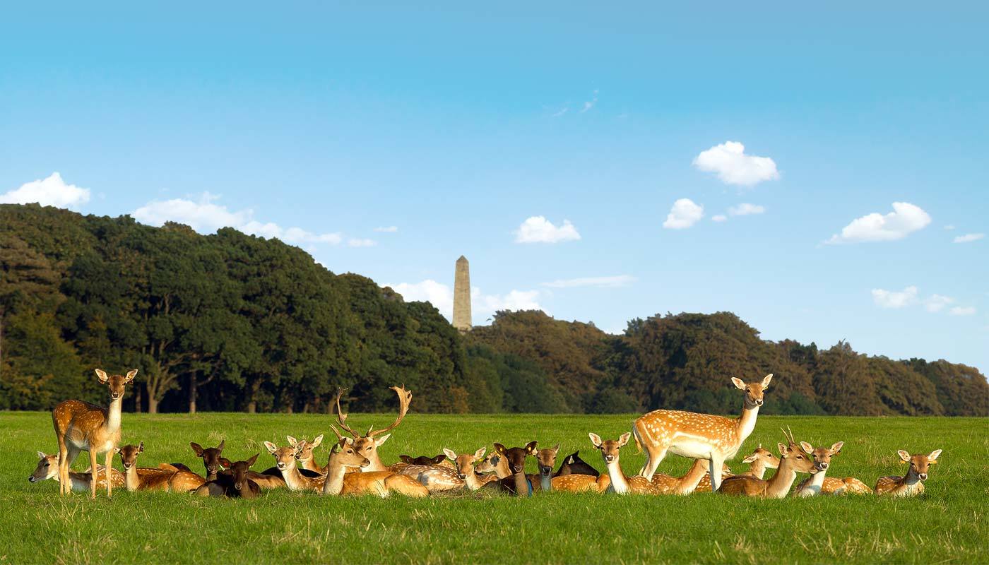 Lugar Phoenix Park