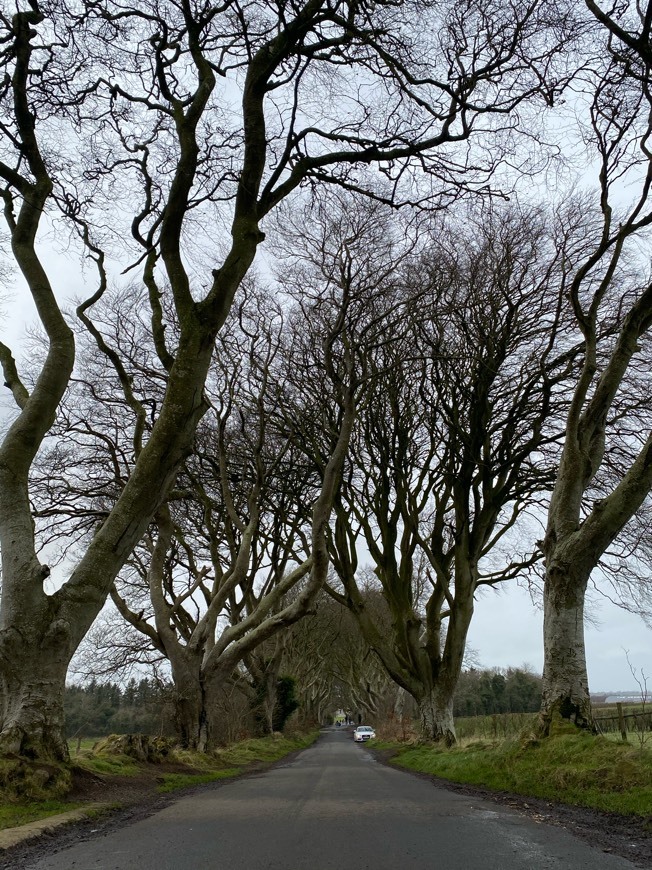 Place The Dark Hedges