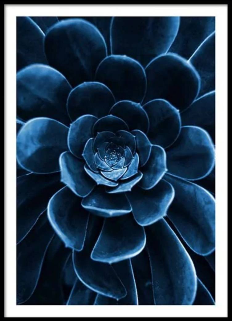 Moda Blue Succulent Poster