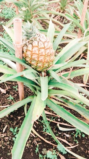 Plantações de ananás dos Açores