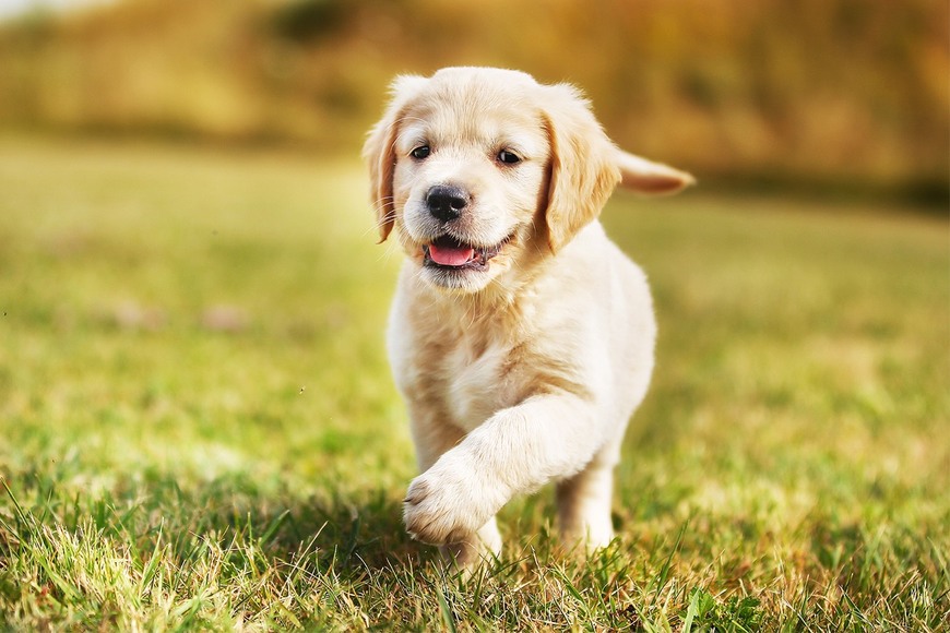 Fashion Labrador 