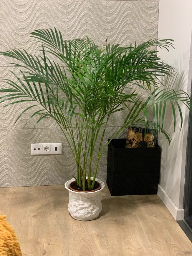 Social Planta IKEA