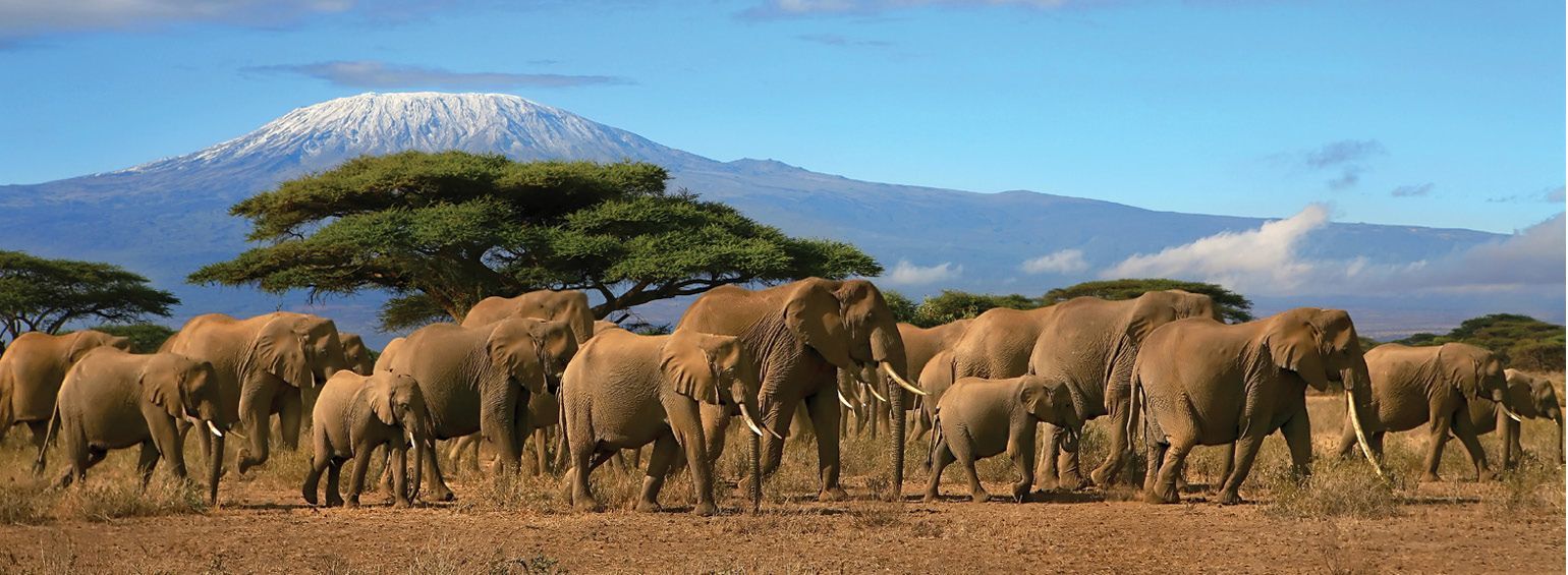 Place Safari Africa Media