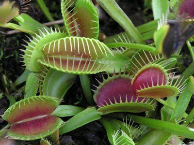 Planta Carnivora Dionaea muscipula