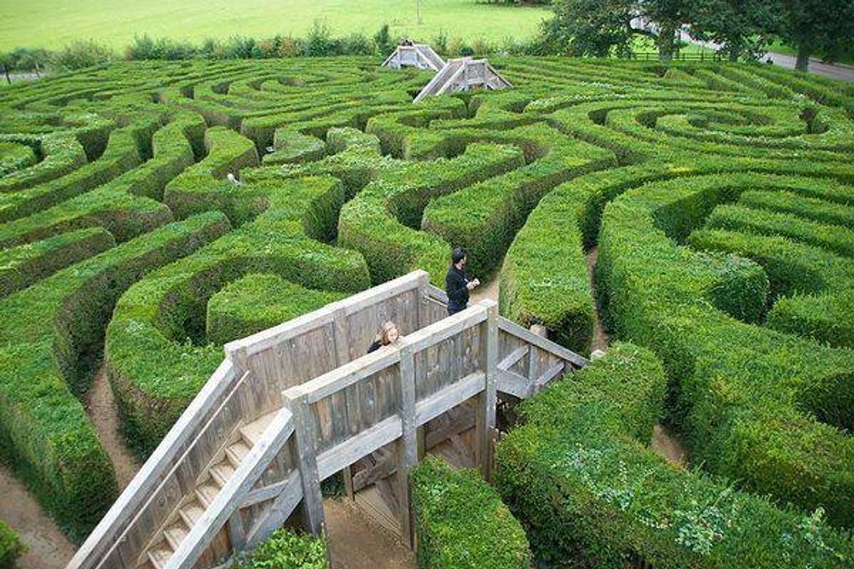 Place The Dragonfly Maze