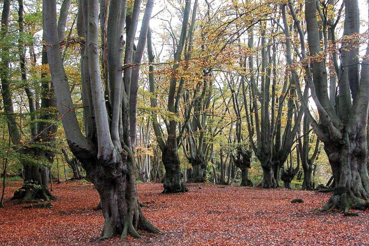 Lugar Epping Forest