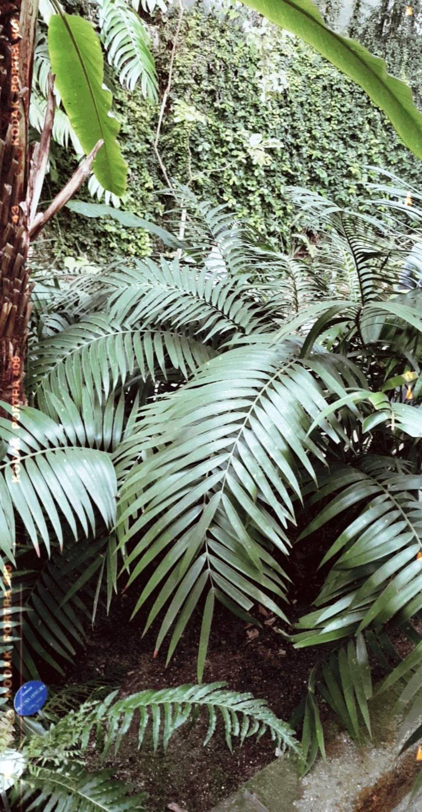 Place Real Jardín Botánico