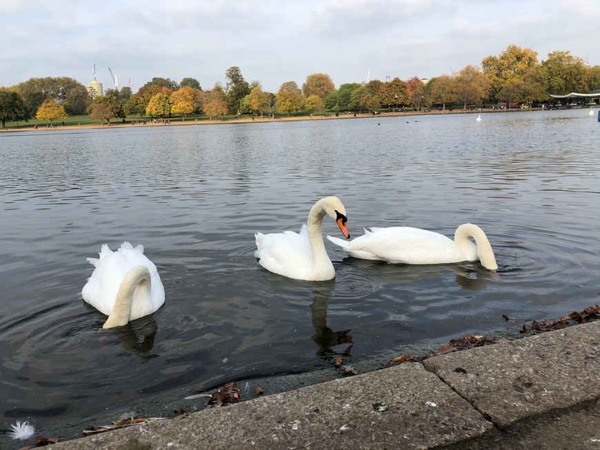 Social Hyde Park