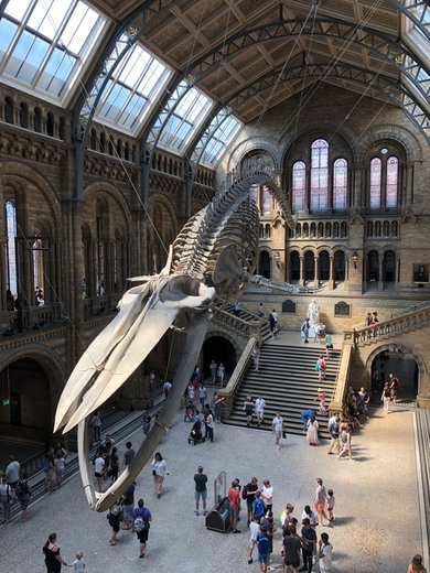 Natural History Museum