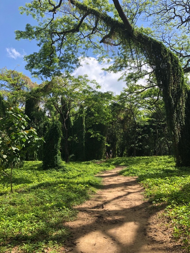 Lugares El Bosque