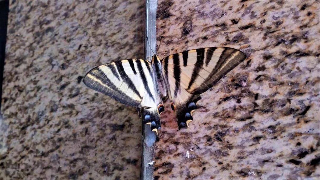 Fashion Borboleta zebra