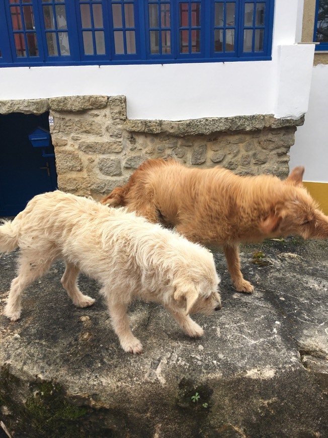 Social Animated Animals