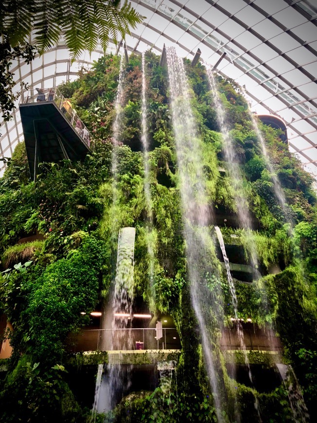 Lugar Cloud Forest