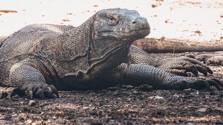 Lugar Komodo National Park