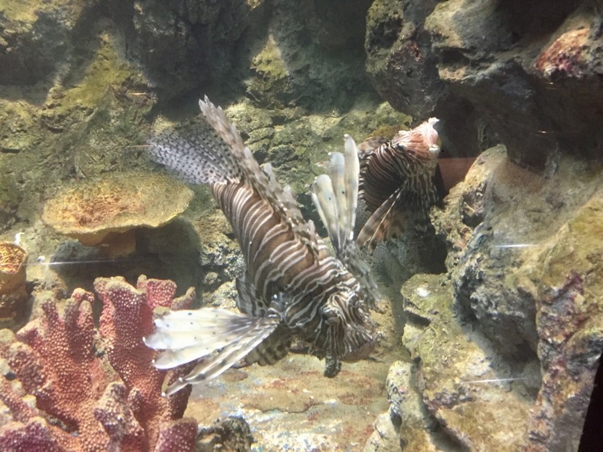 Phuket Aquarium