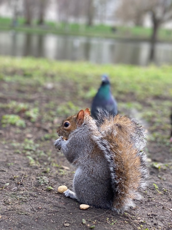 Place St. James's Park