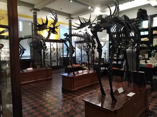 National Museum of Ireland - Natural History Museum