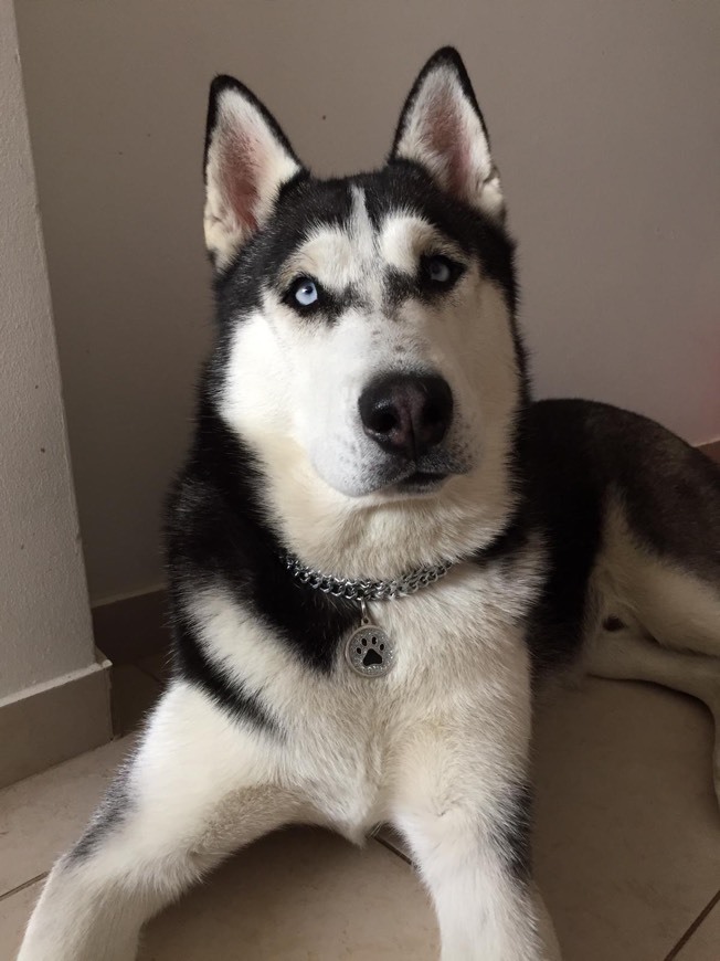 🐾