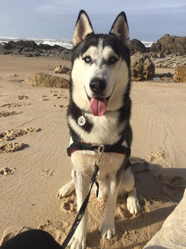 🐾