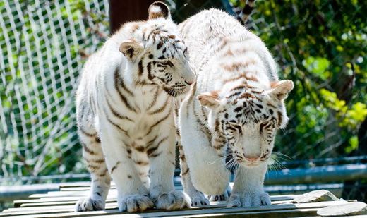 Jardim Zoológico de Lisboa