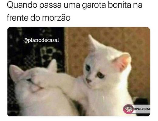 Até gato tem ciúmes 😂