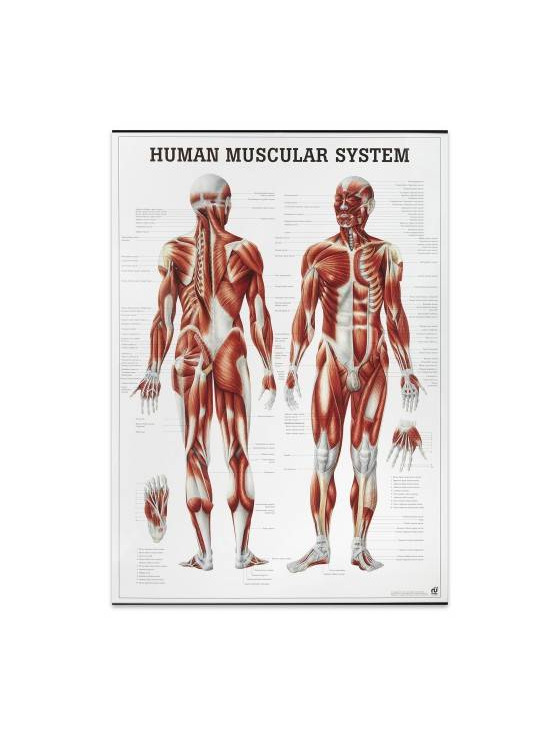 Productos Mapa " The Human Muscular System"