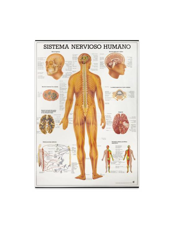 Social Mapa "Sistema Nervoso Humano" 