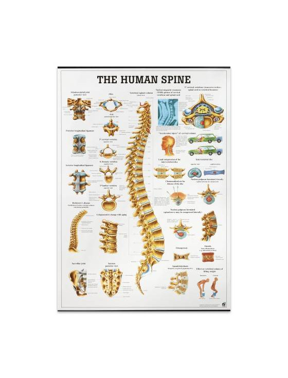 Productos Mapa "The Human Spine"