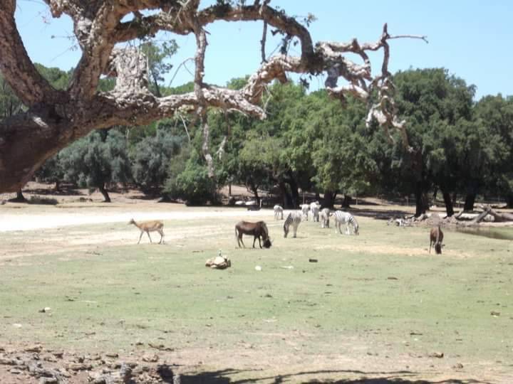 Lugar Badoca Safari Park