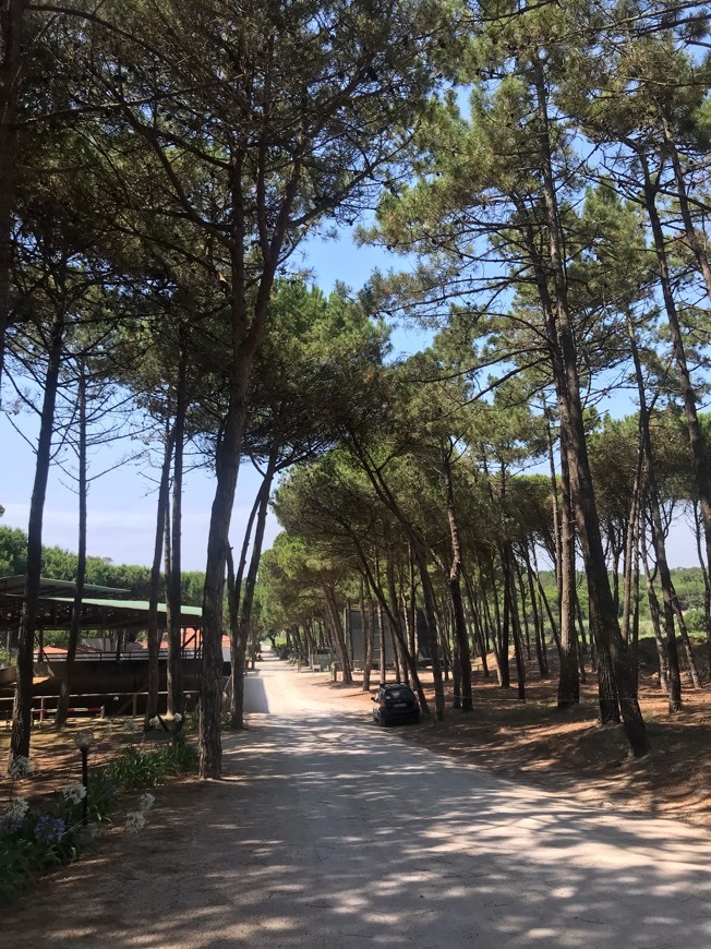 Lugar Clube equestre de Janas, o paddock