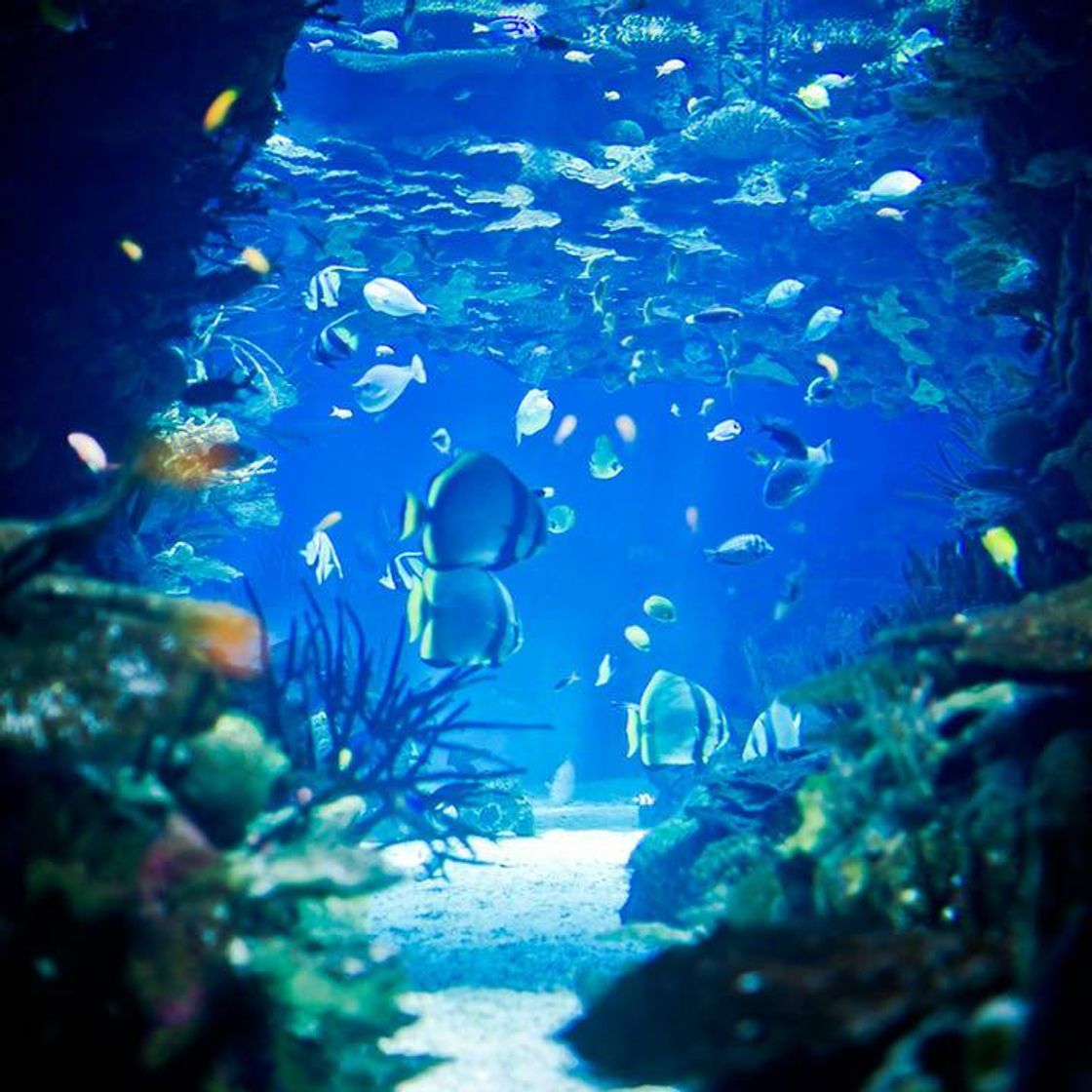 Place Oceanário de Lisboa