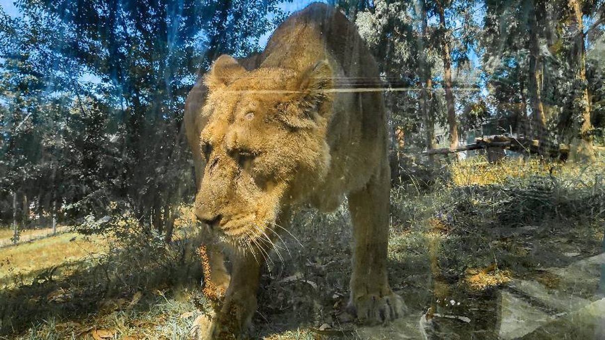 Lugar ZOO Santo Inácio