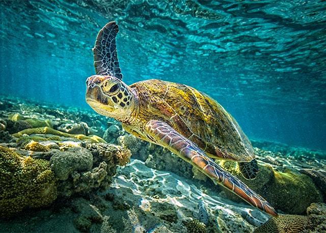 Lugar Gili Meno Sea Turtle Sanctuary