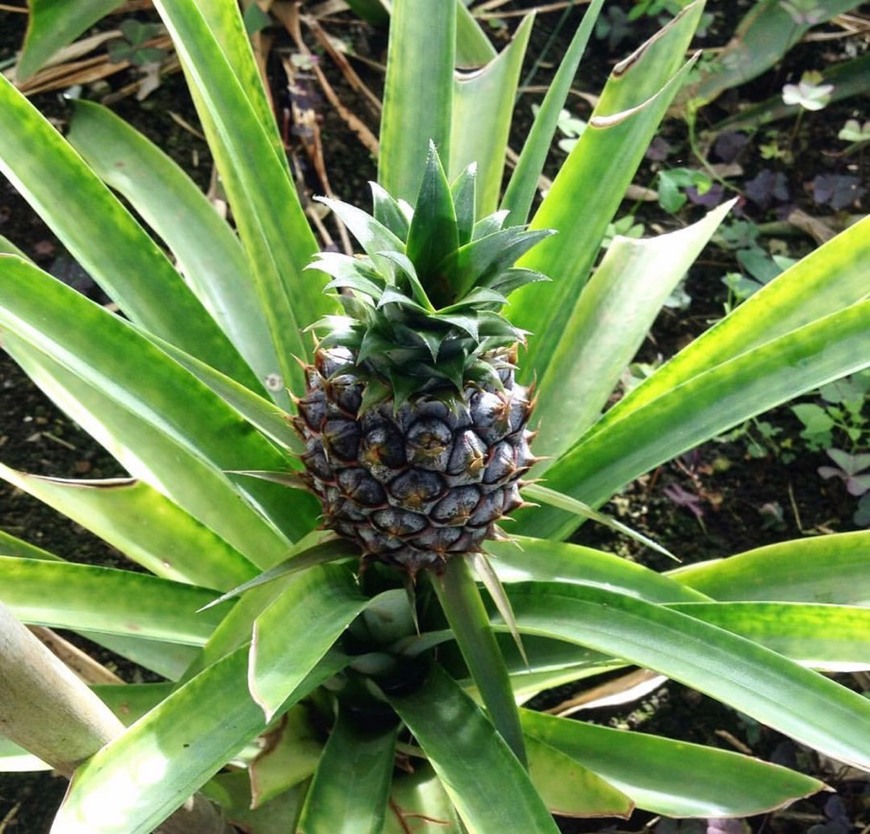 Lugar Plantação de Ananás dos Açores