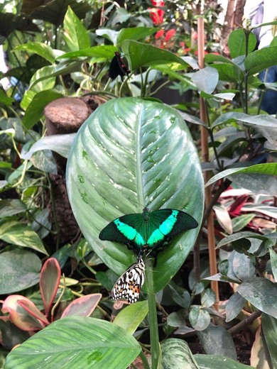 Butterfly Schönheitspflege Institut