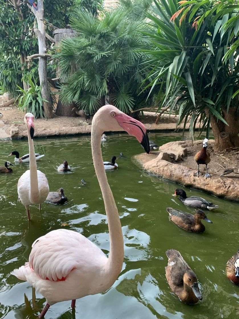 Place Jardin Animalier de Monaco