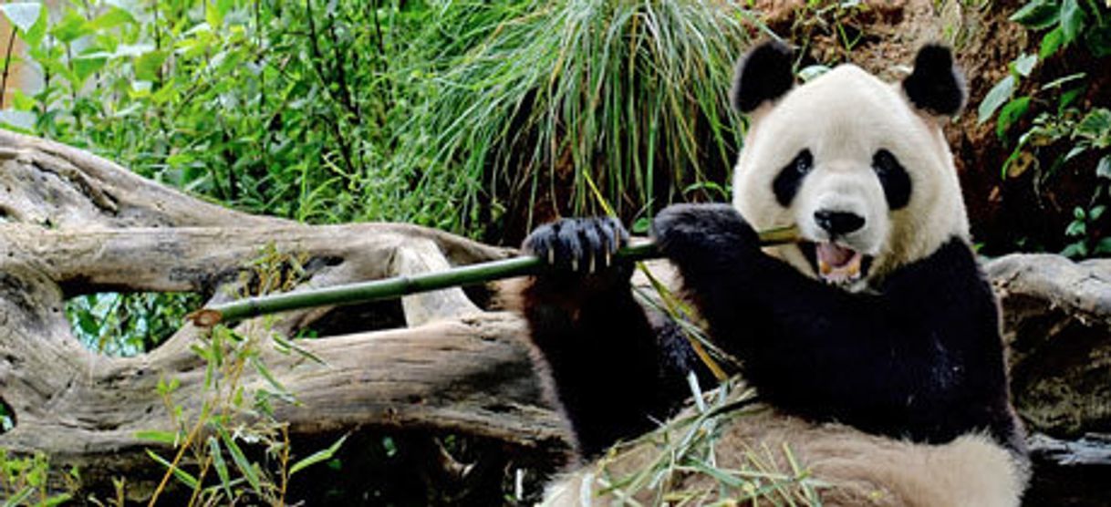 Lugar Zoológico de Chapultepec