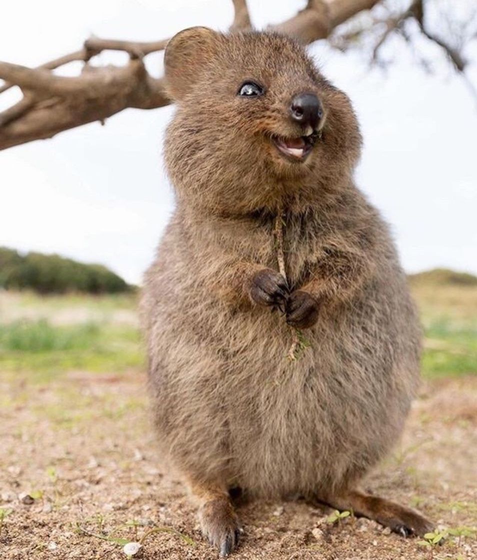 Moda Quokka