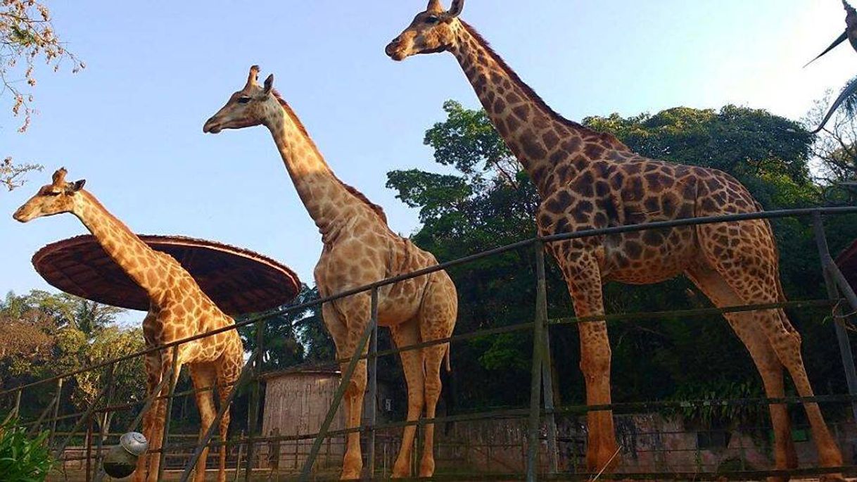 Lugar Zoológico de São Paulo