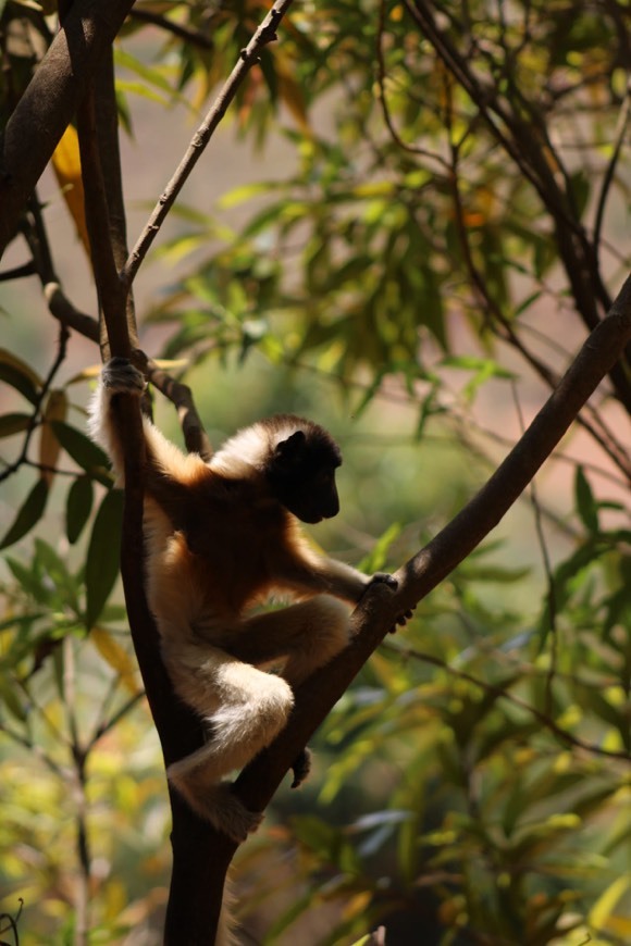 Place Lemur Park