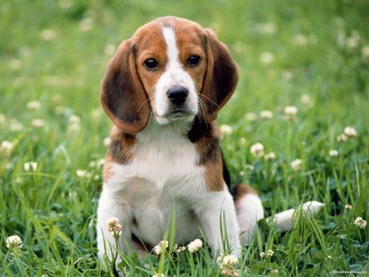 Beagle 🇬🇧