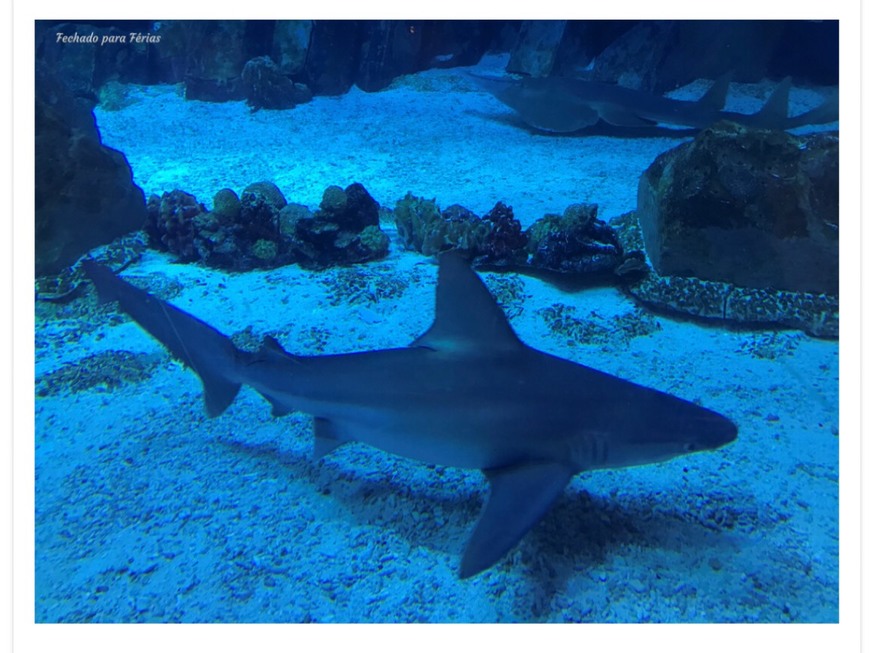 Moda Dubai Aquarium