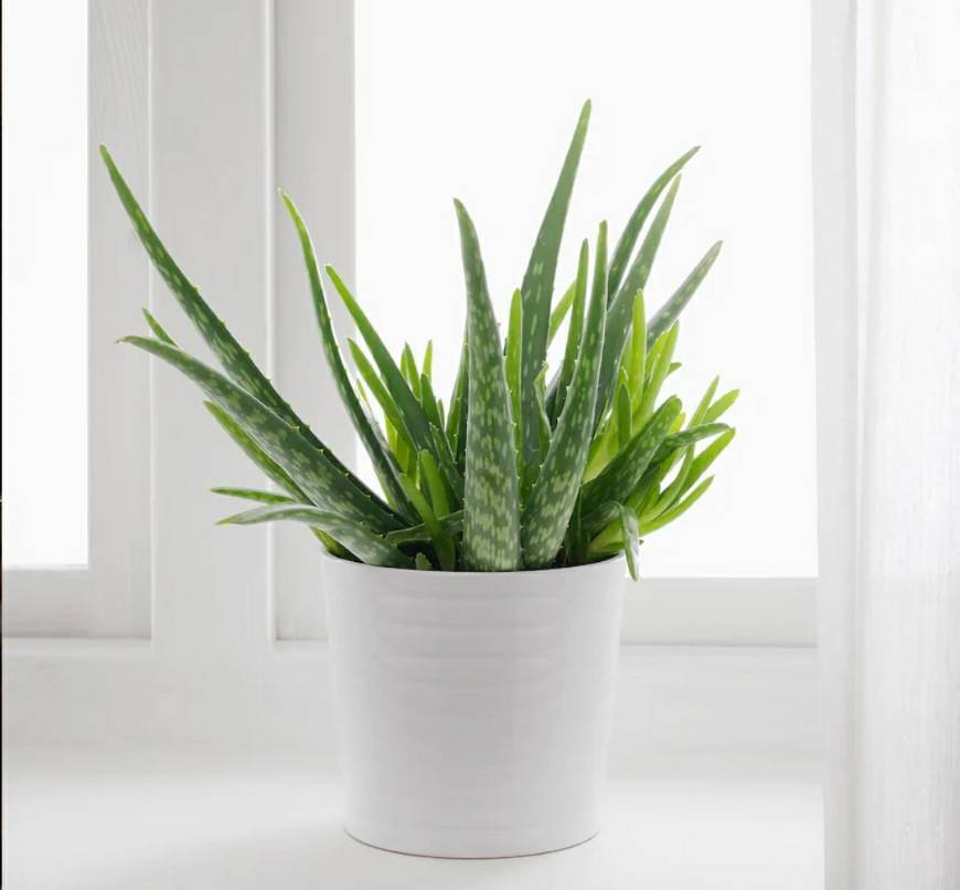 Product Aloe vera