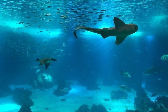 Oceanario de Lisboa